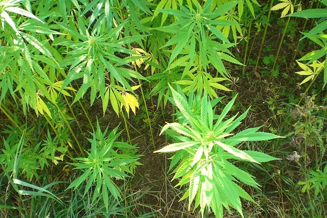 Using synthetic cannabis found to be more risky than skunk